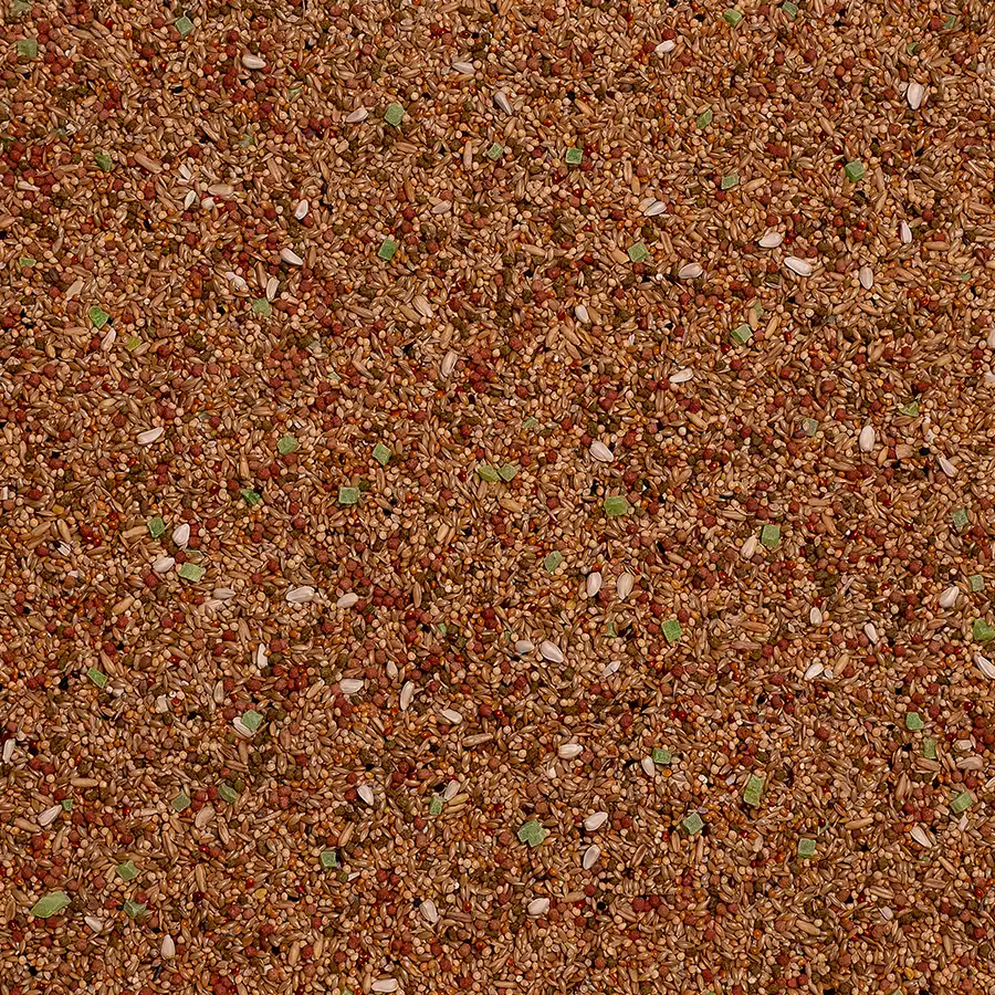 Birdelicious Undulat