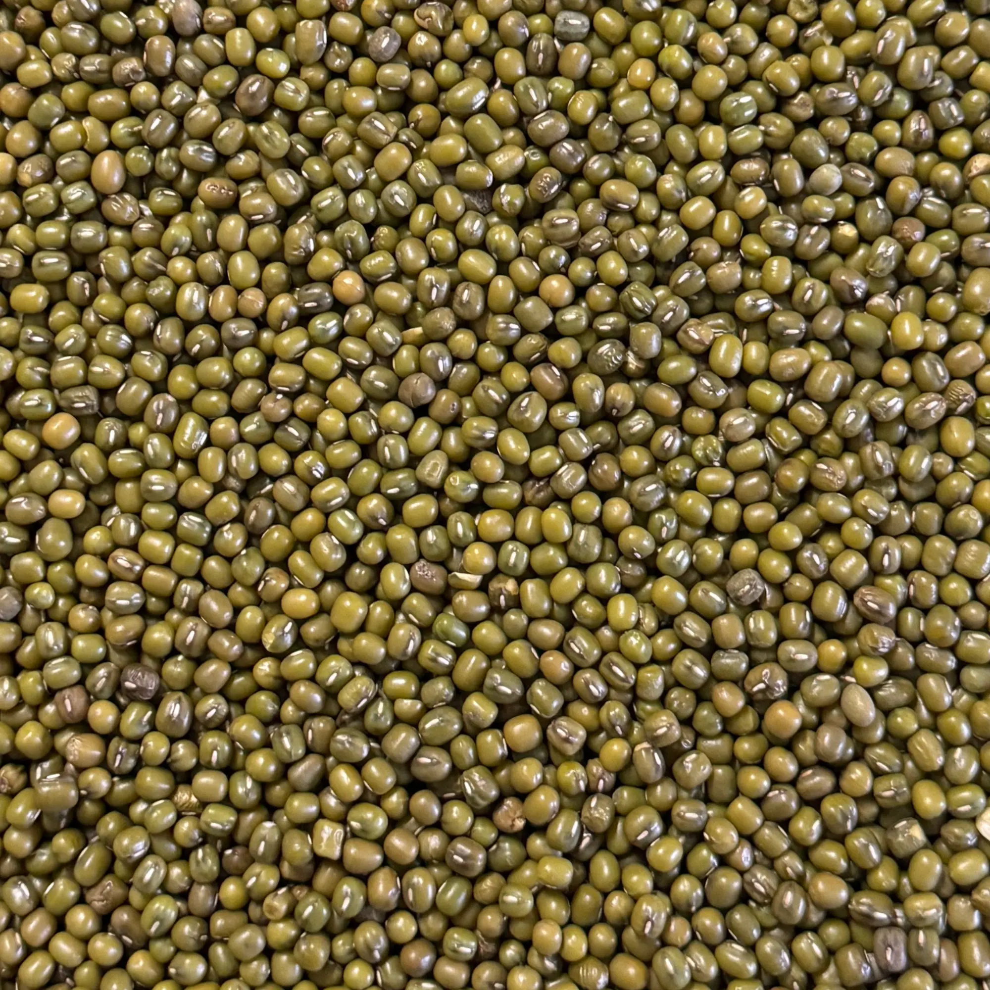 Mungbönor 1,5 kg