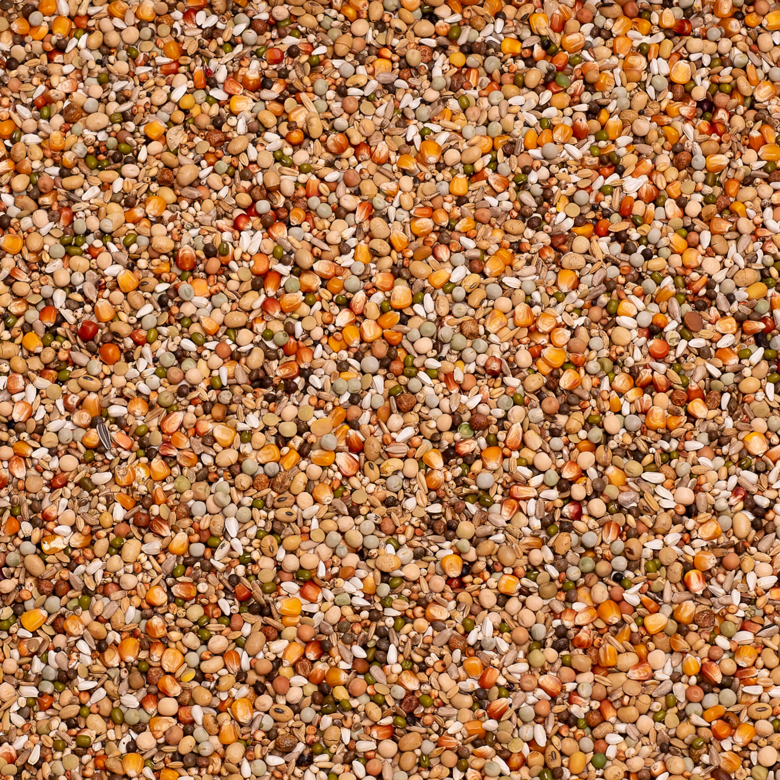 Foderbild på olympia 52 för avel och ungar med mariatistel frön.