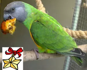 Palmnötter