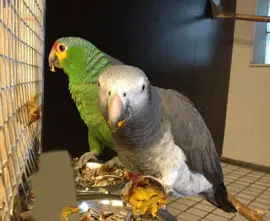 Palmnötter timneh jako