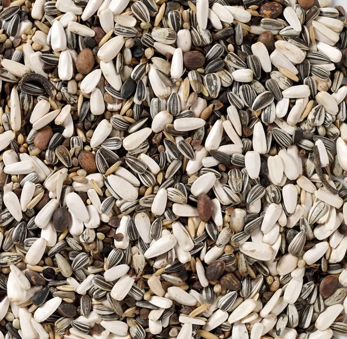 62 - Papegojblandning Avel