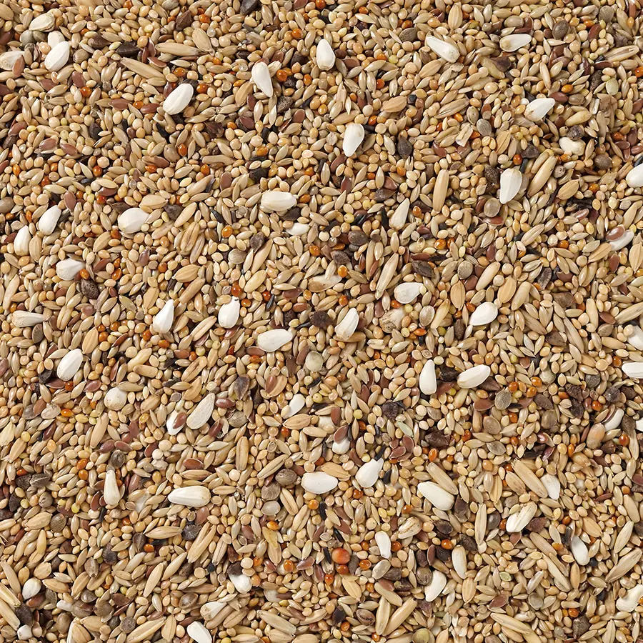 Parakitfoder även till mindre parakiter