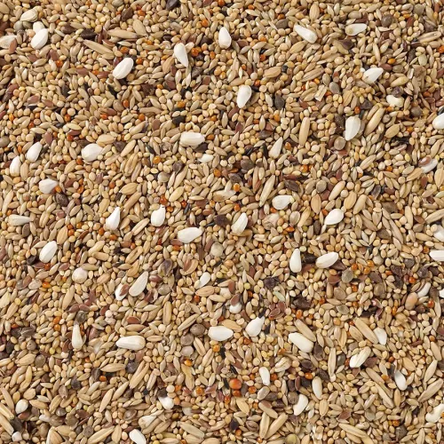 Parakitfoder även till mindre parakiter