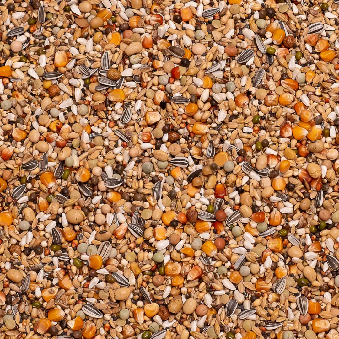 Premium Thoné Olympic 20 kg