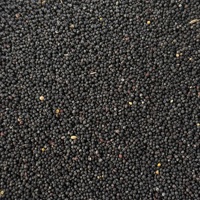 Raps 1,5 kg