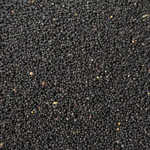 Raps 1,2 kg