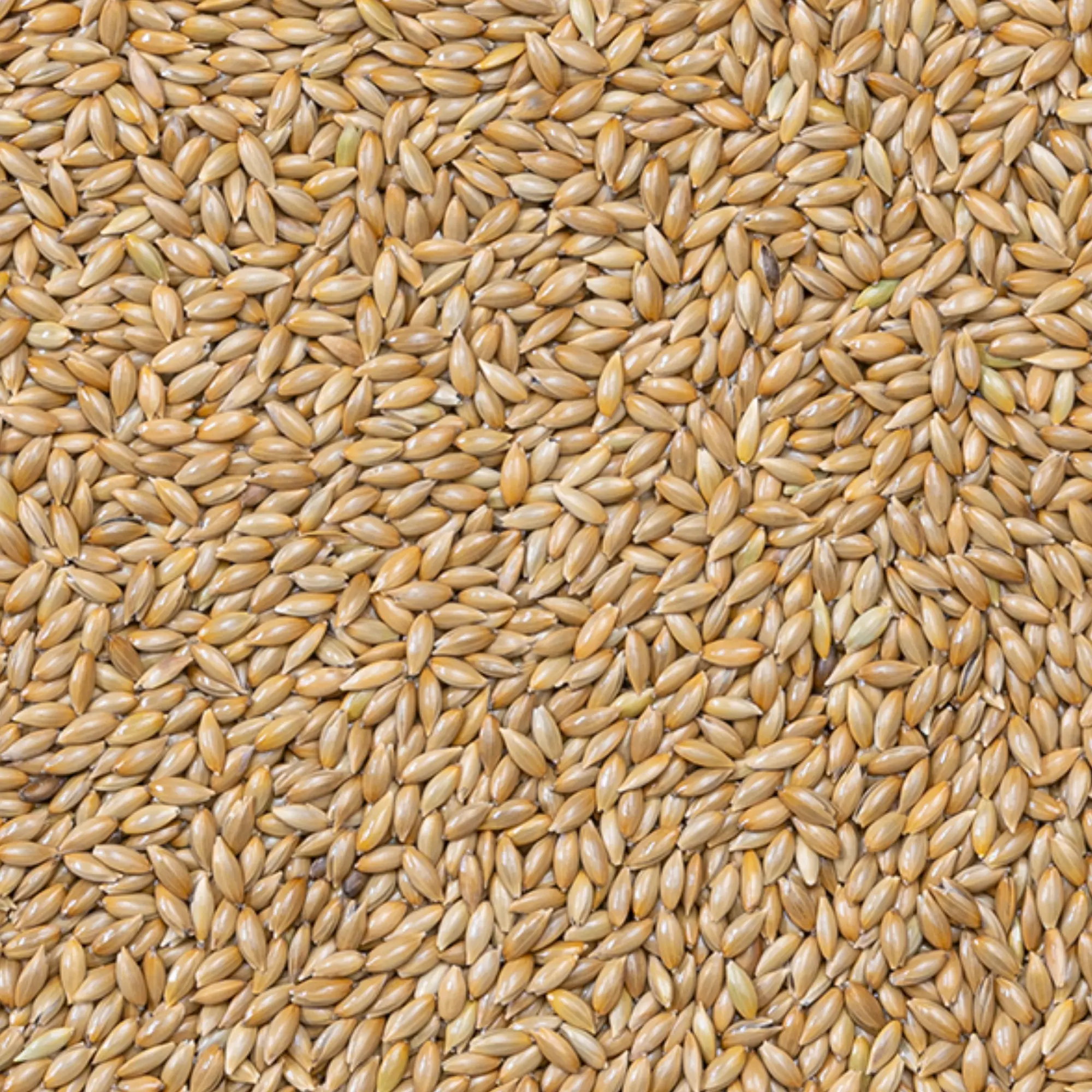 Rena kanariefrö EXTRA