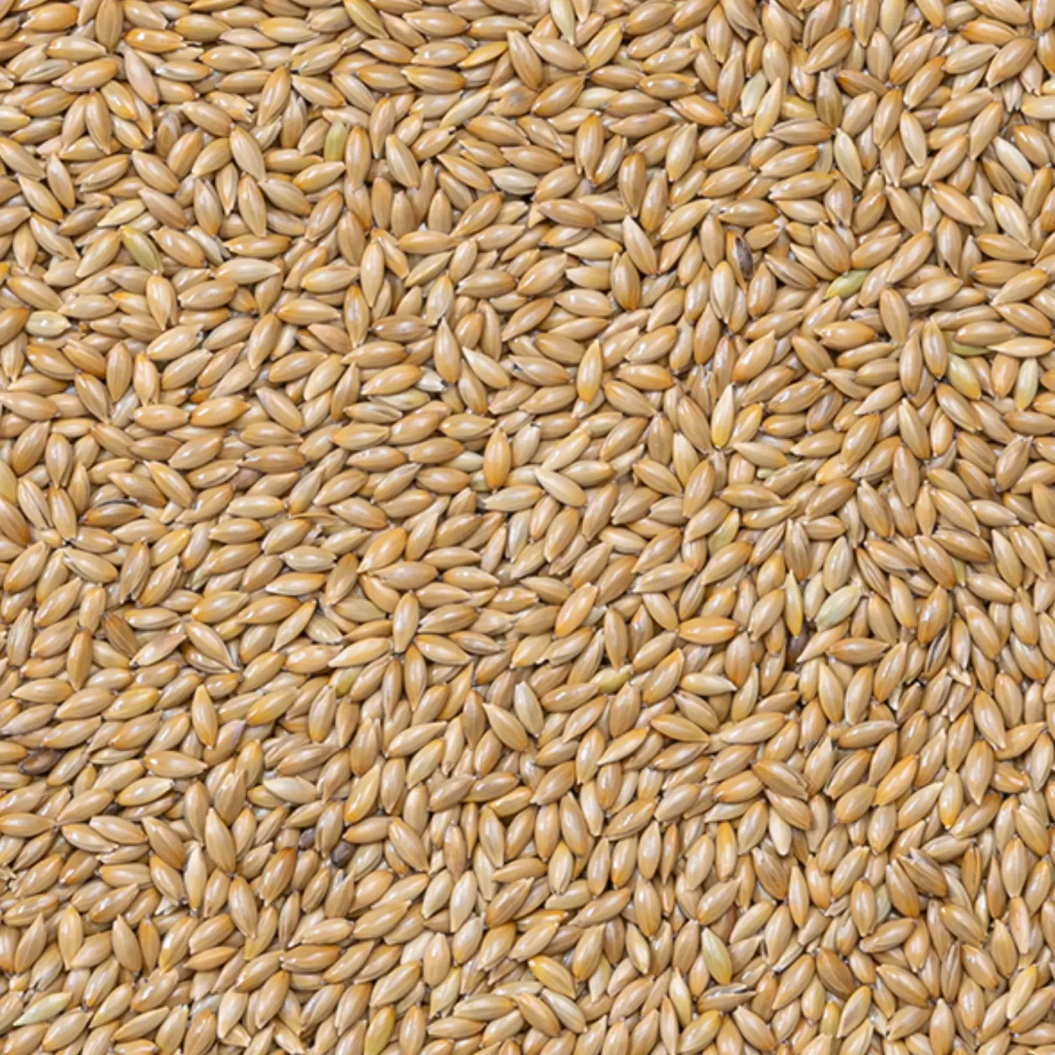 Rena kanariefrö EXTRA