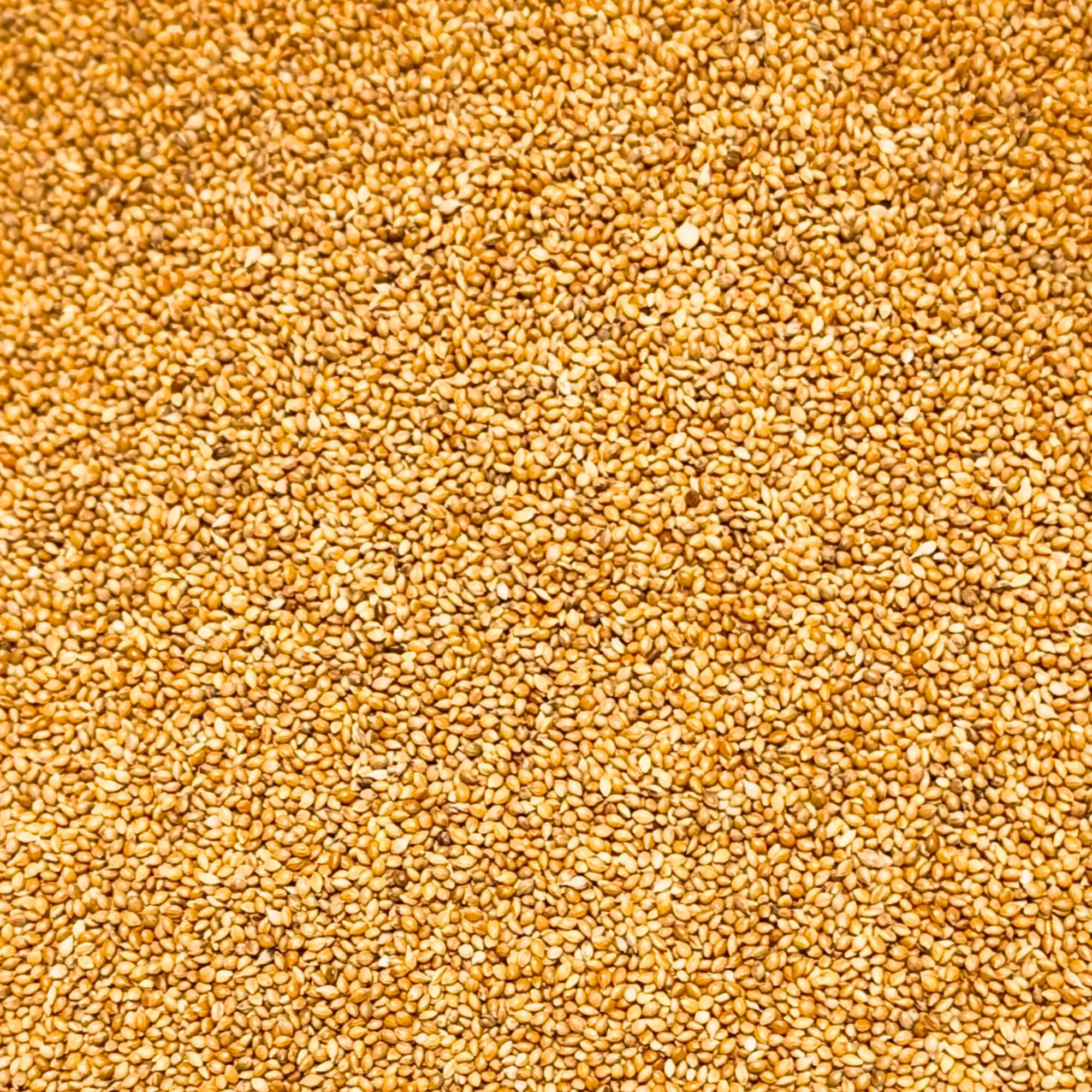 Panicum Röd