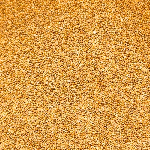 Panicum Röd