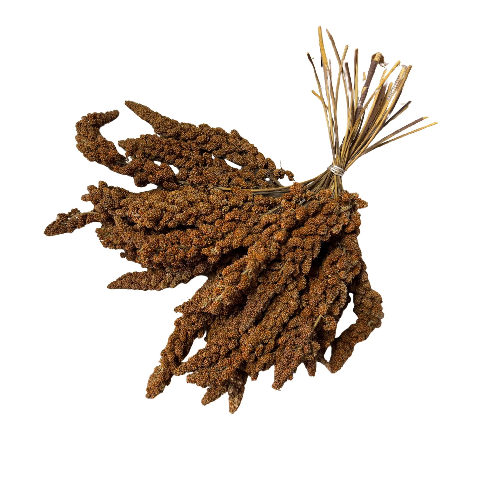 Röda hirskolvar Klass 2