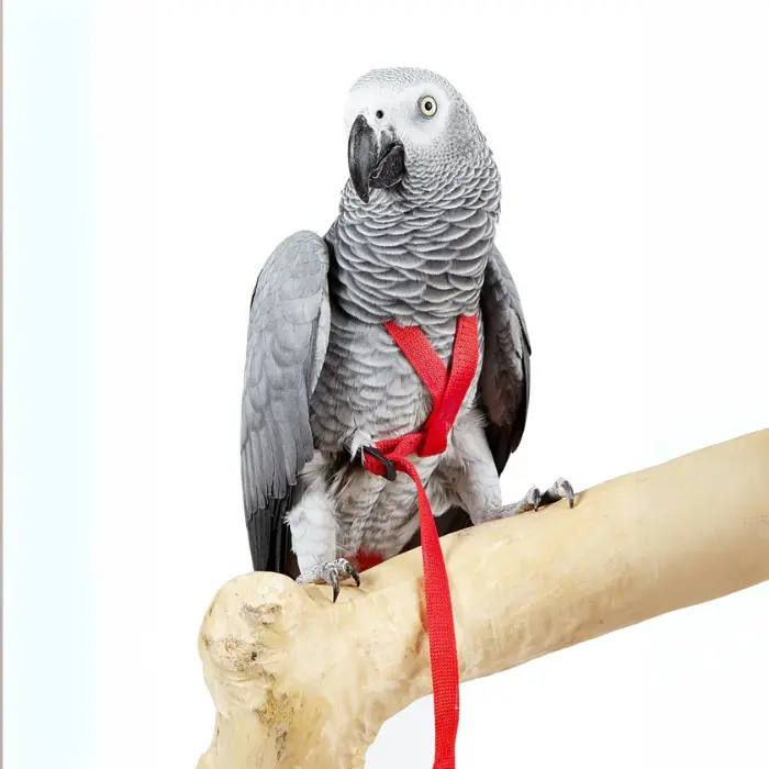 Fågelsele till fåglar som papegoja och parakit och mindre flera olika färger och storlekar