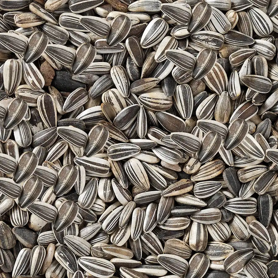 Strimmiga Solrosfrö