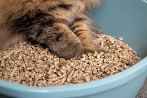 Träpellets – naturligt strö till katt, smådjur och fåglar