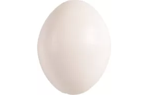 Plastägg för undulater