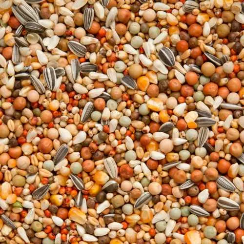 Beyers Olympia avel och ungdjursblandning 25kg