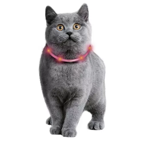 LED-Halsband till katt och mindre hund