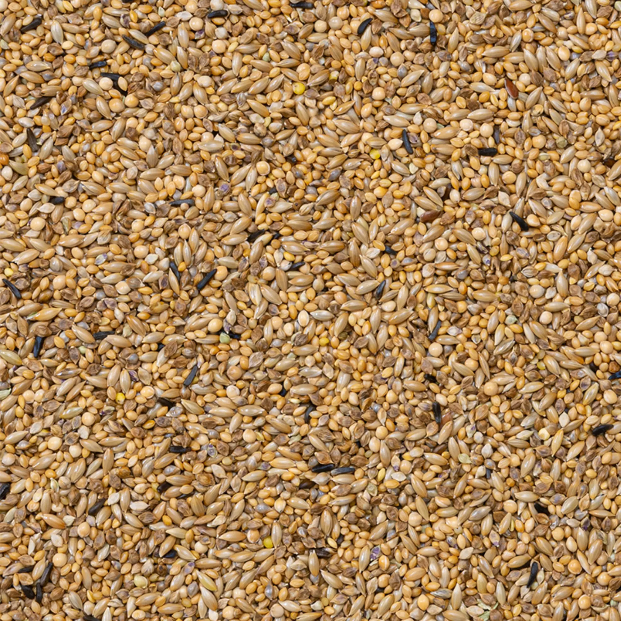 42 - Zebrafink Supreme fröblandning