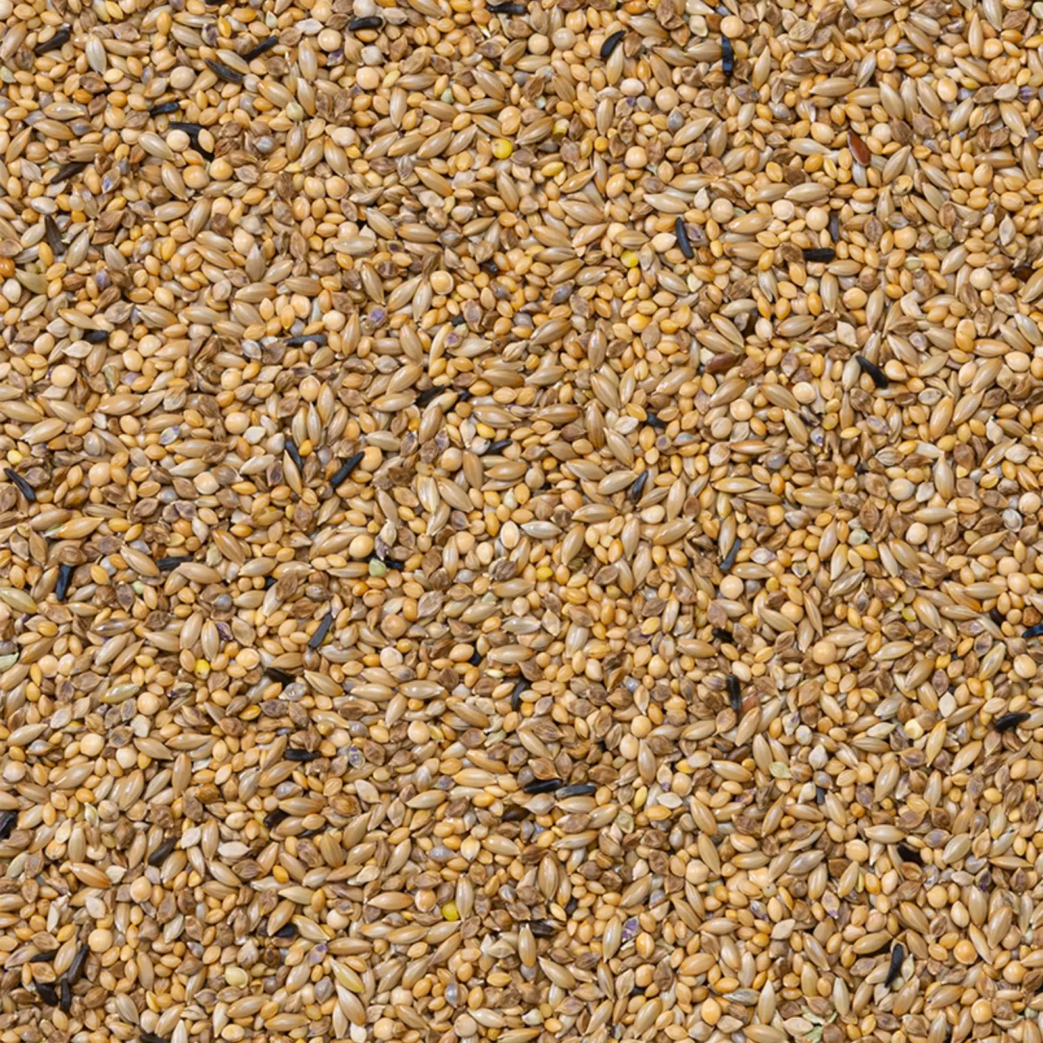 42 - Zebrafink Supreme fröblandning